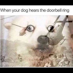 Meet your Posher, Reece